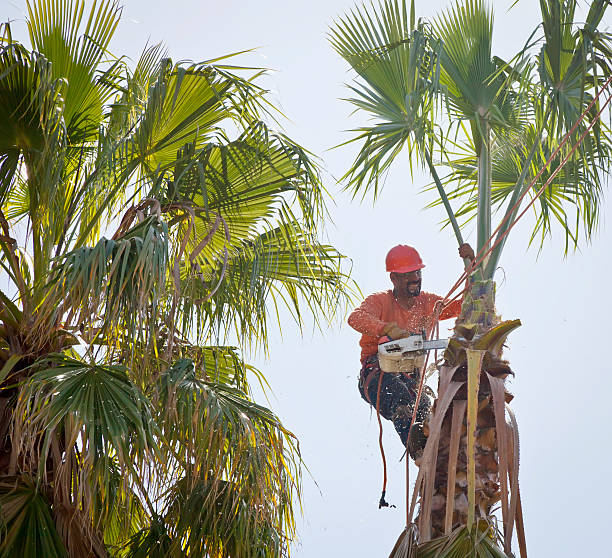 Best Commercial Tree Services  in Mesquite, TX